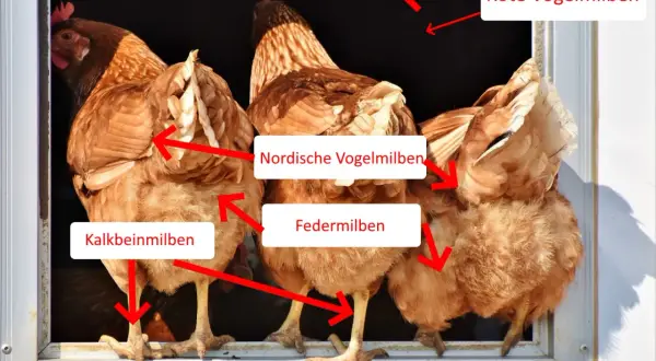 Hühner mit roten Pfeilen, die auf verschiedene Milbenarten wie Rote Vogelmilben, Nordische Vogelmilben, Feder- und Kalkbeinmilben zeigen.