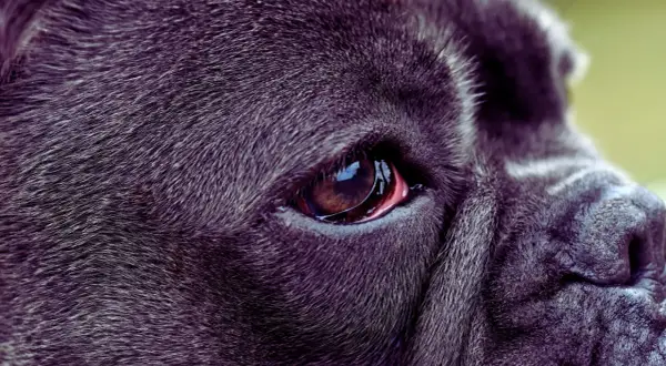 Zbliżenie na oko psa rasy Cane Corso. Widoczna jest błona migawkowa, czyli trzecia powieka, lekko zaczerwieniona.
