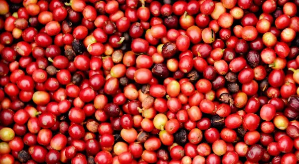 Un primo piano di un mucchio di frutti del caffè rossi e maturi, alcuni con sfumature gialle e marroni.