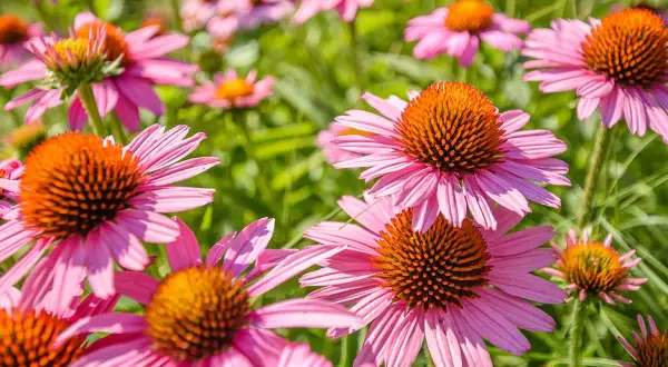 Champ de fleurs roses d'échinacées aux cœurs orange vifs. Une plante extérieur sans entretien qui embellit le jardin.