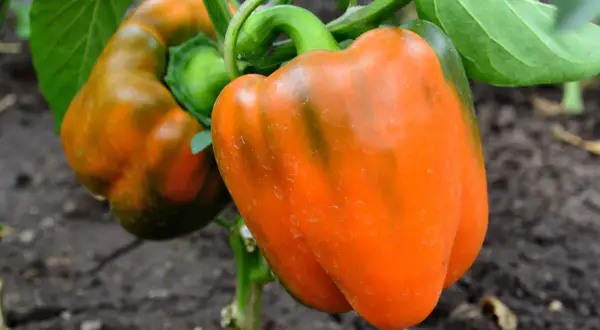 Pomarańczowe papryki na łodydze. Warto je jeść, bo to właśnie papryka ma najwięcej witaminy C.