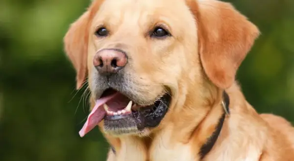 Uśmiechnięty, złoty labrador z wystawionym językiem. Zastanawiasz się, ile powinien jeść dorosły labrador?