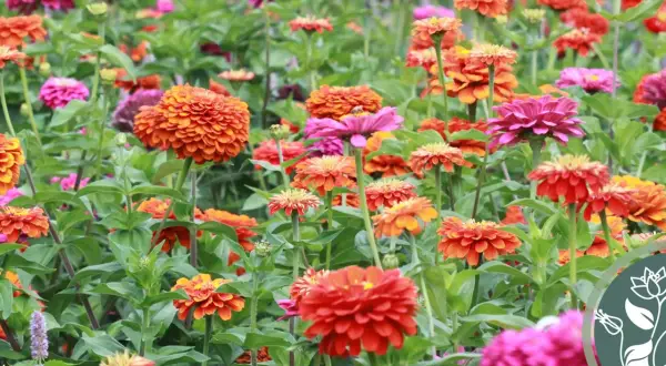 Ein bunter Teppich aus Zinnien in verschiedenen Rottönen, Orange und Pink. Der ideale zinnien standort für diese leuchtenden Sommerblumen.