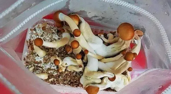 Cena grzybów halucynogennych w Polsce: Ile kosztuje gram i jakie ryzyko?