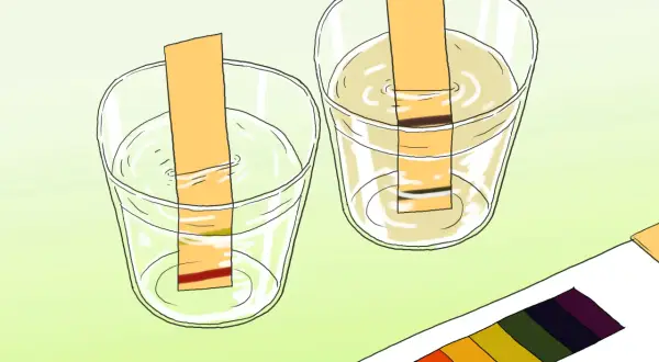 Deux bandelettes réactives dans des verres d'eau pour mesurer le ph, avec une palette de couleurs à côté.