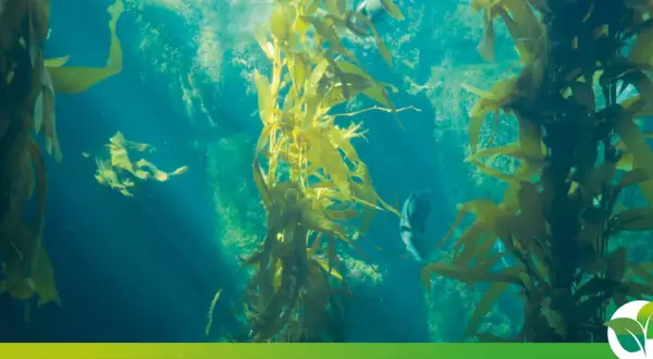 Forêt de varech sous-marine, un écosystème vibrant. Un poisson nage parmi les algues, un exemple d'anti algues naturel.