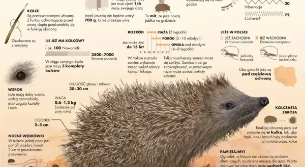 Jeż europejski z bliska, otoczony informacjami o jego życiu i zwyczajach.