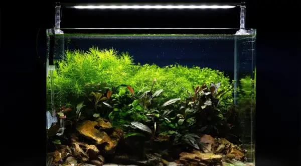 Un aquarium planté de ver d'eau douce, avec des roches, du sable et une végétation luxuriante sous un éclairage LED.