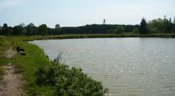 Spokojne łowisko ryb Stare Bosewo z piaszczystą ścieżką, ławką i bujną zielenią.