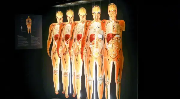 Pięć ludzkich ciał w przekroju, prezentujących narządy wewnętrzne, eksponowane na wystawie Body Worlds Wrocław.