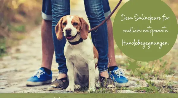 Ein Beagle sitzt entspannt neben seinem Menschen. Der Text verspricht einen Onlinekurs für entspannte Hundebegegnungen.