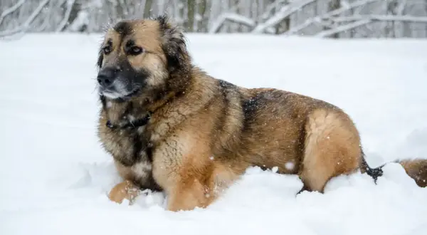 Duży, kudłaty pies rasy leonberger leży w śniegu. Zastanawiasz się nad leonberger cena?
