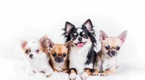 Chihuahua sierść czy włosy? Odkryj prawdę o ich pielęgnacji