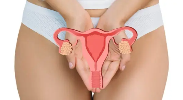 Ilustracja narządów rodnych kobiety z zaznaczonymi jajnikami. Wczesne rozpoznanie raka endometrium objawy są kluczowe dla leczenia.