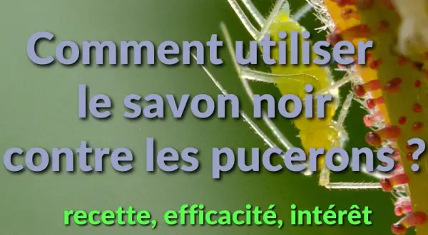 Comment utiliser le savon noir contre les pucerons ? Recette, efficacité, intérêt.