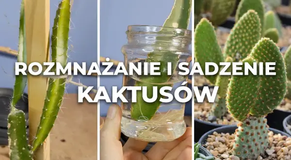 Jak sadzić kaktusy w doniczce: uniknij najczęstszych błędów