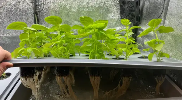 Gröna basilika plantor växer i ett hydroponiskt system. Rötterna hänger ner i vattnet, redo för en god gse-skörd.