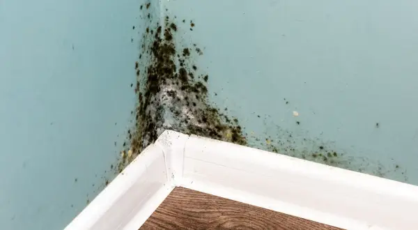 Angolo di una stanza con muffa scura sulle pareti azzurre, un problema comune per chi soffre di allergia muffa pareti.