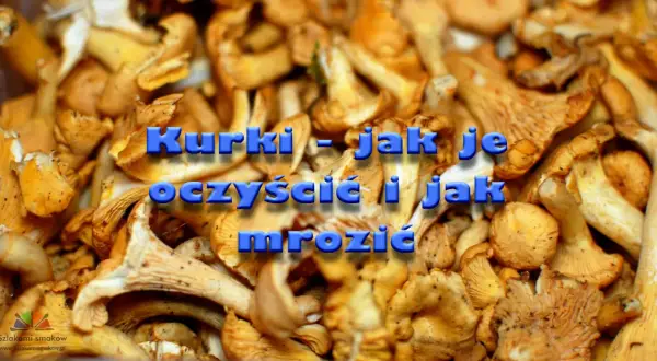 Kurki - jak je oczyścić i jak mrozić. Zbiór świeżych, żółtych kurek gotowych do przetworzenia.