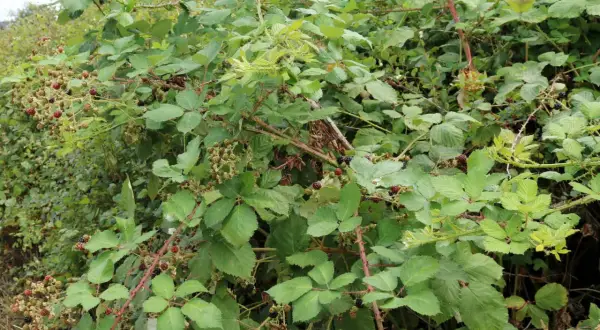 Dichte Brombeersträucher mit reifen und unreifen Beeren. Vorsicht beim Brombeeren entfernen, die Dornen sind spitz!
