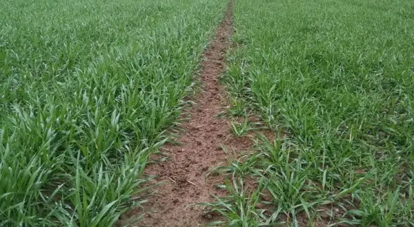 Młode pszenżyto ozime wschodzące na polu. Widać ścieżkę między rzędami, zapowiadającą dobry pszenżyto ozime plon z ha.