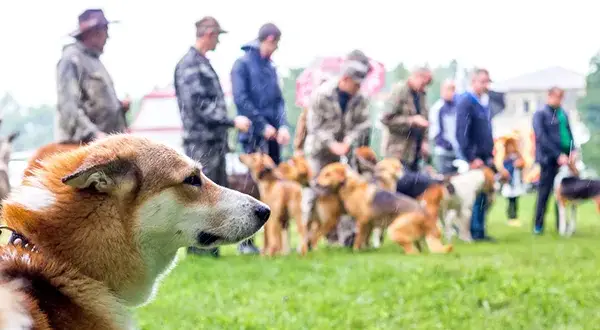 Jak założyć hodowlę psów: krok po kroku do legalnej działalności
