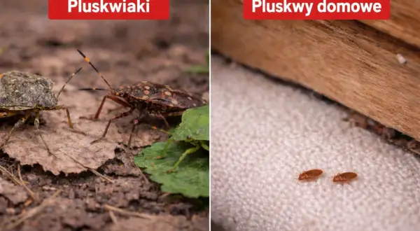 Dwa różne rodzaje pluskwiaków: większe na ziemi, mniejsze, domowe, na tkaninie.