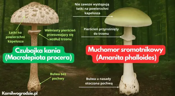 Porównanie czubajki kani i muchomora sromotnikowego. Zobacz, jak wygląda kania trująca, która łudząco przypomina jadalną kuzynkę.
