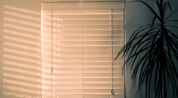 Plantas que no necesitan luz: opciones ideales para espacios oscuros