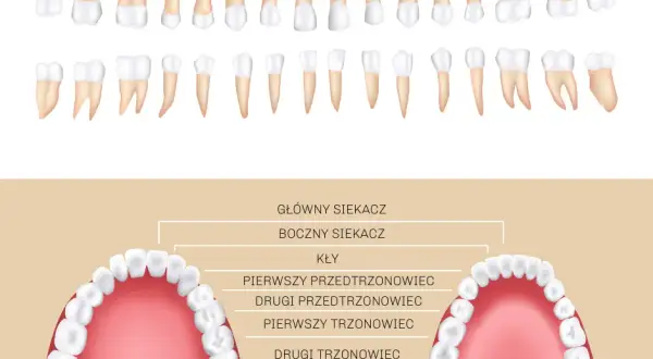 Ile zębów ma człowiek? Od mleczaków po ósemki poznaj fakty!
