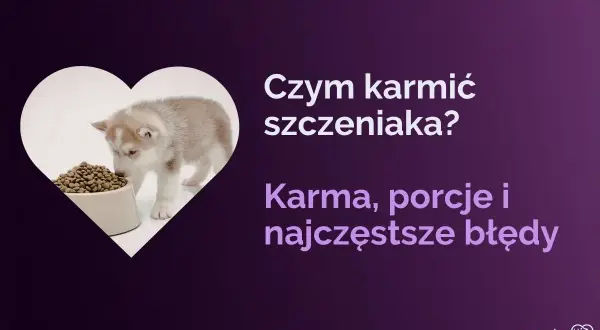 Słodki szczeniak husky wącha karmę. Dowiedz się, czym karmić szczeniaki 4 tygodniowe, jakie porcje podawać i jakich błędów unikać.
