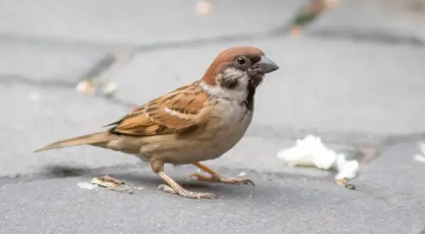 Ile lat żyje wróbel? Średnia, rekordy i jak im pomóc