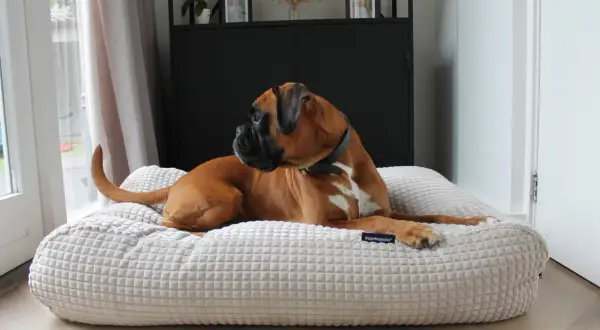 Brauner Boxer entspannt auf seinem weichen Hundebett. Zeit für eine Reinigung, damit es wieder frisch duftet.