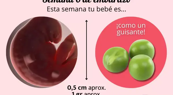 A las 6 semanas de embarazo, tu bebé es como un guisante, midiendo 0,5 cm y pesando 1 gramo.