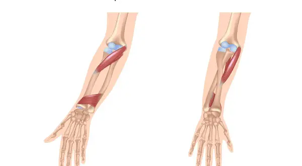 Illustration zeigt die Bewegungen Pronation und Supination des Unterarms mit Muskeln und Knochen.