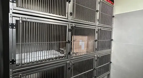 Klatki weterynaryjne – jak wybrać odpowiednią konfigurację dla swojej lecznicy?