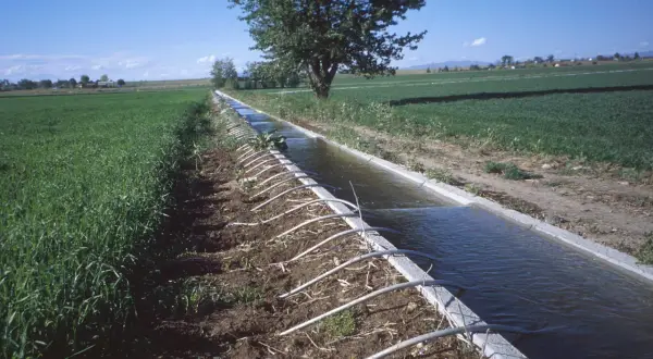 Repartir el agua para el riego: estrategias para evitar la escasez