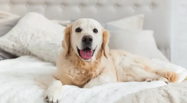 Czy golden retriever może mieszkać w bloku? Oto, co musisz wiedzieć