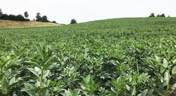 Ein weites Feld mit jungen Bohnenpflanzen, die sich im Vordergrund dicht aneinanderreihen. Im Hintergrund erstreckt sich eine grüne Hügellandschaft unter einem hellen Himmel.