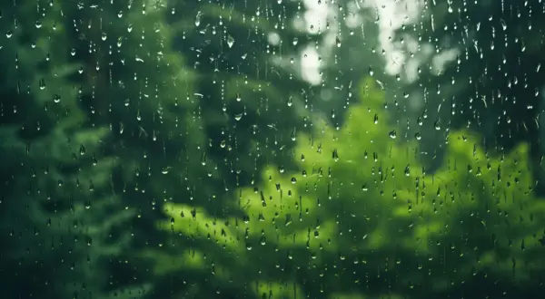 Krople deszczu spływają po szybie, tworząc wzory. Za oknem zieleń drzew, jakby opłatająca naszą rzeczywistość. To taki naturalny podatek deszczowy.