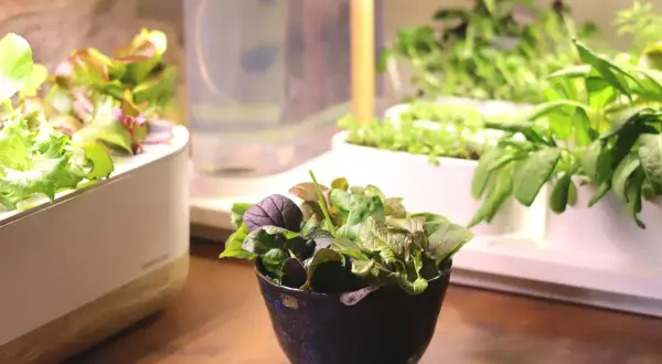 En skål med färsk baby leaf-sallad står på ett träbord, med en hydroponisk odling i bakgrunden.