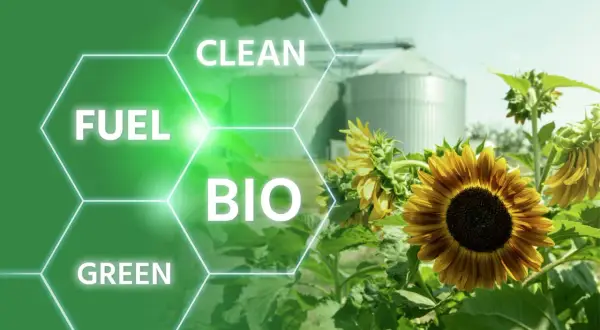 Solrosor vid silos, med texten "Clean Fuel Bio Green". Även om biodiesel kan verka miljövänligt, finns det nackdelar att beakta.