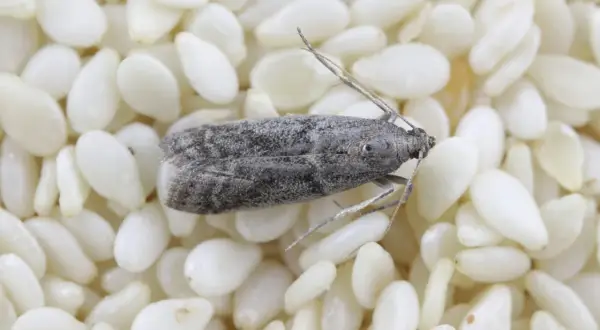 Un papillon de farine gris, aux ailes tachetées, se repose sur un lit de graines de sésame blanches.