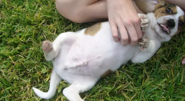 Un cachorro juguetón con barriga hinchada en el césped, recibe cosquillas en la panza.