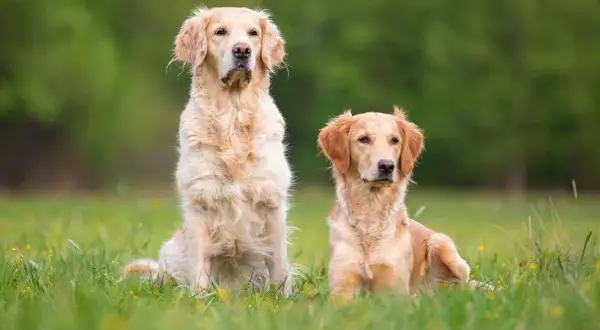 Czy golden retriever może mieszkać na dworze? Odkryj ryzyko i potrzeby psa
