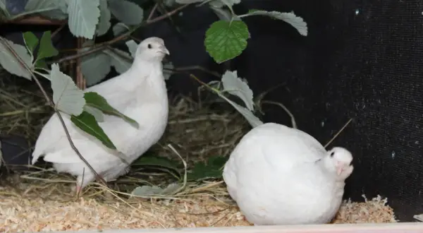 Zwei weiße wachteln halten sich in einem Gehege mit Zweigen und Stroh auf.