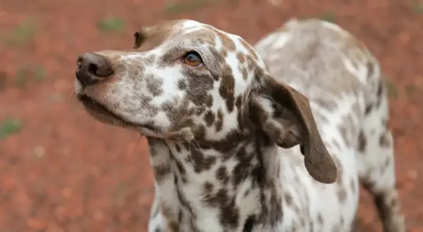 Ein Australian Shepherd Dalmatiner Mix mit braunen Flecken auf weißem Fell blickt neugierig zur Seite.