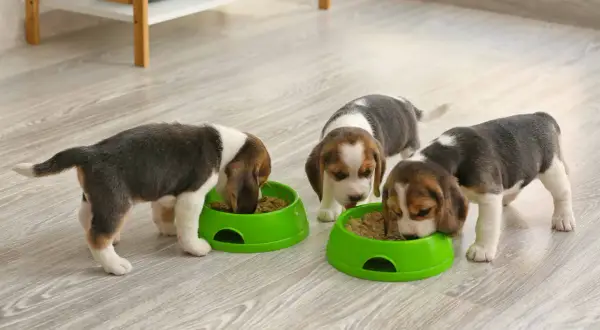 Trzy szczenięta beagle jedzą z zielonych misek. Właściwe żywienie to klucz do zdrowia, gdy zastanawiasz się, czym karmić szczeniaka.