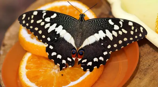 Czarny motyl z białymi plamkami na pomarańczach. Odpoczynek w motylarni Jastrzębia Góra.