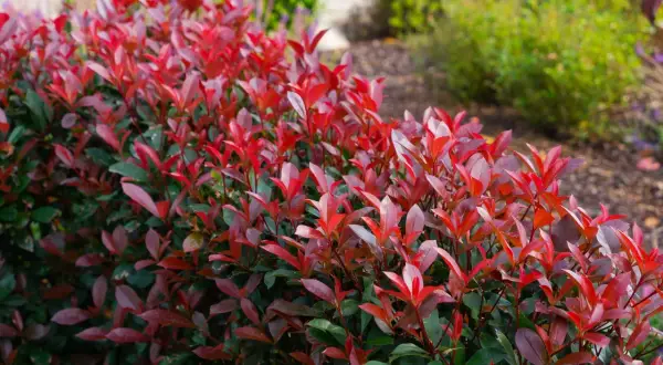 Leuchtend rote Blätter auf einer schnellwachsenden Hecke, die sich im Garten ausbreitet.